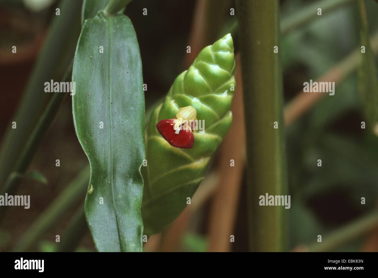 Le gingembre, le gingembre, la cuisine gingembre, Canton le gingembre (Zingiber officinale), inflorescence Banque D'Images