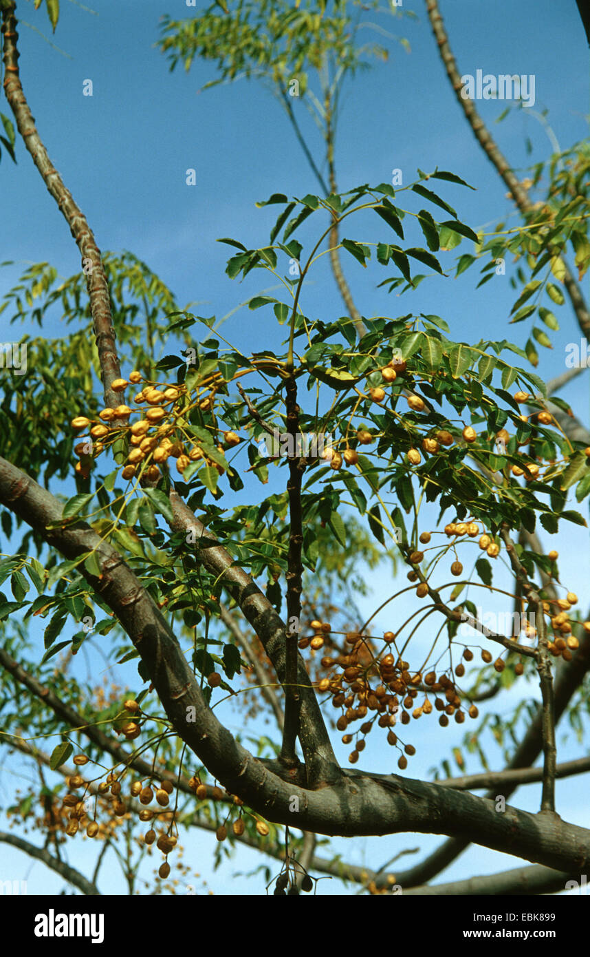 Le lilas de Perse, chinaberry tree (Melia azedarach), la fructification, Grèce, Crete Banque D'Images