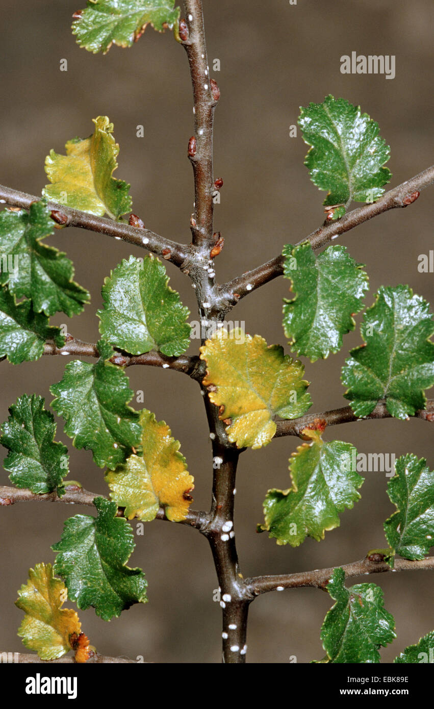 Ðire, hêtre antarctique (Nothofagus antarctica), des rameaux Banque D'Images