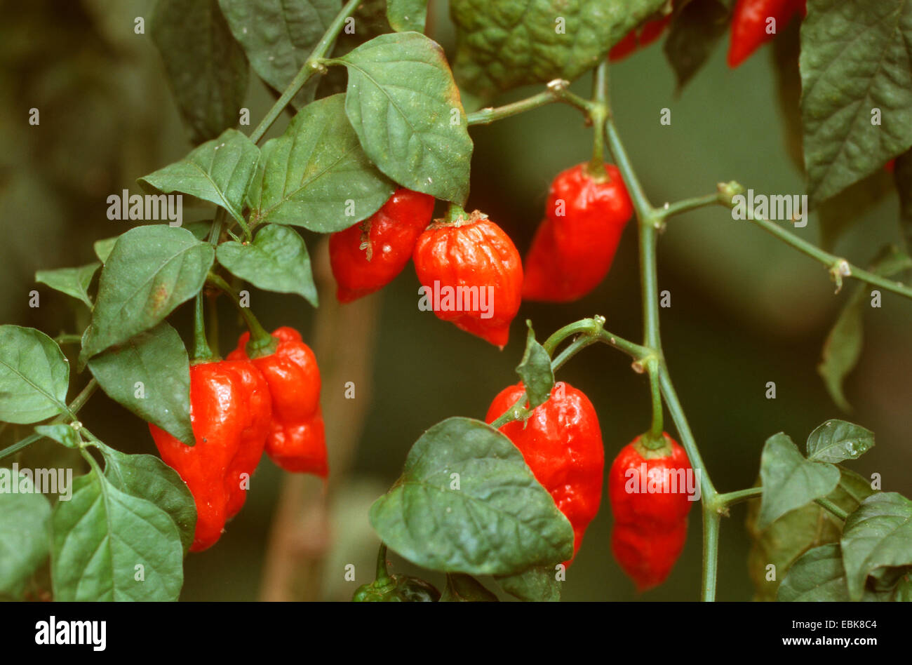 Piment chinois, médicaux, de plantes médicinales, plantes médicinales, plantes médicinales, herboristerie, plante utile, les plantes utiles, l'homéopathie, la médecine traditionnelle, la médecine populaire (Capsicum chinense), le cultivar 'Red Habanero' Banque D'Images