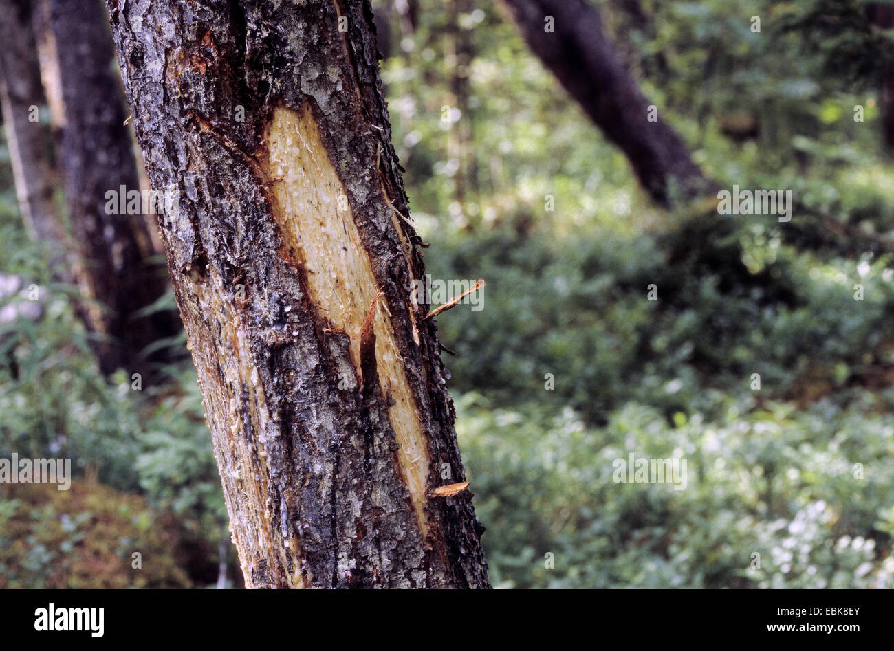 L'orignal, l'élan (Alces alces), le tronc d'un pin avec les dommages causés par un orignal Banque D'Images