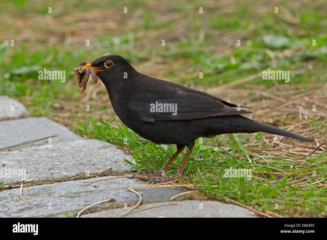Blackbird (Turdus merula), homme avec ver dans son bec, l'Allemagne, la Bavière Banque D'Images