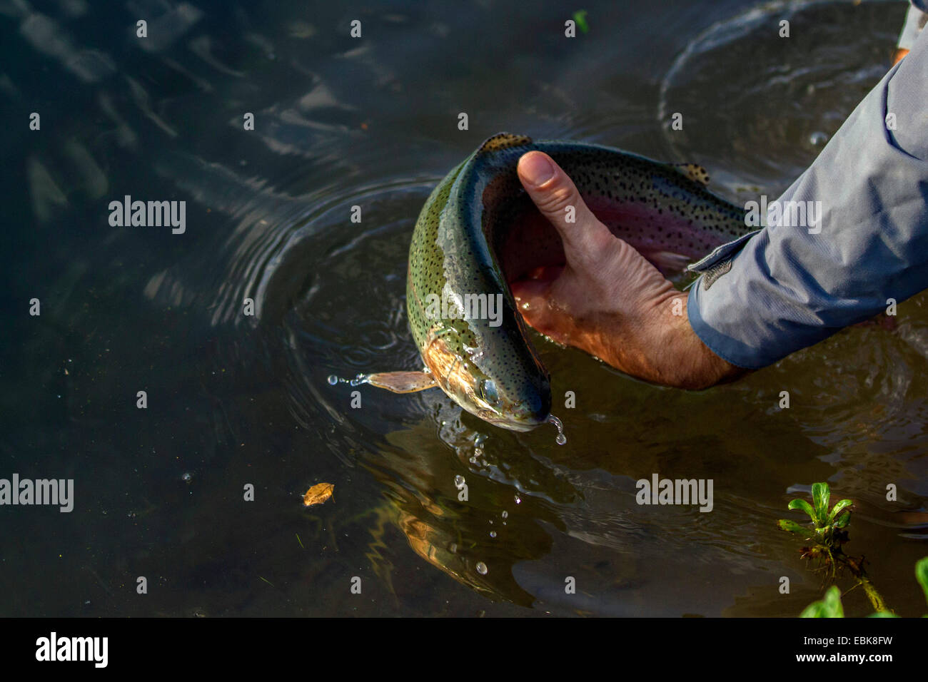 La truite arc-en-ciel (Oncorhynchus mykiss, Salmo gairdneri), d'être remis à l'eau par un pêcheur de mouche, l'Allemagne, la Bavière Banque D'Images