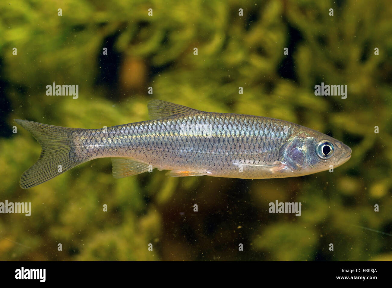 Gravelier (Leuciscus cephalus), juvénile Banque D'Images