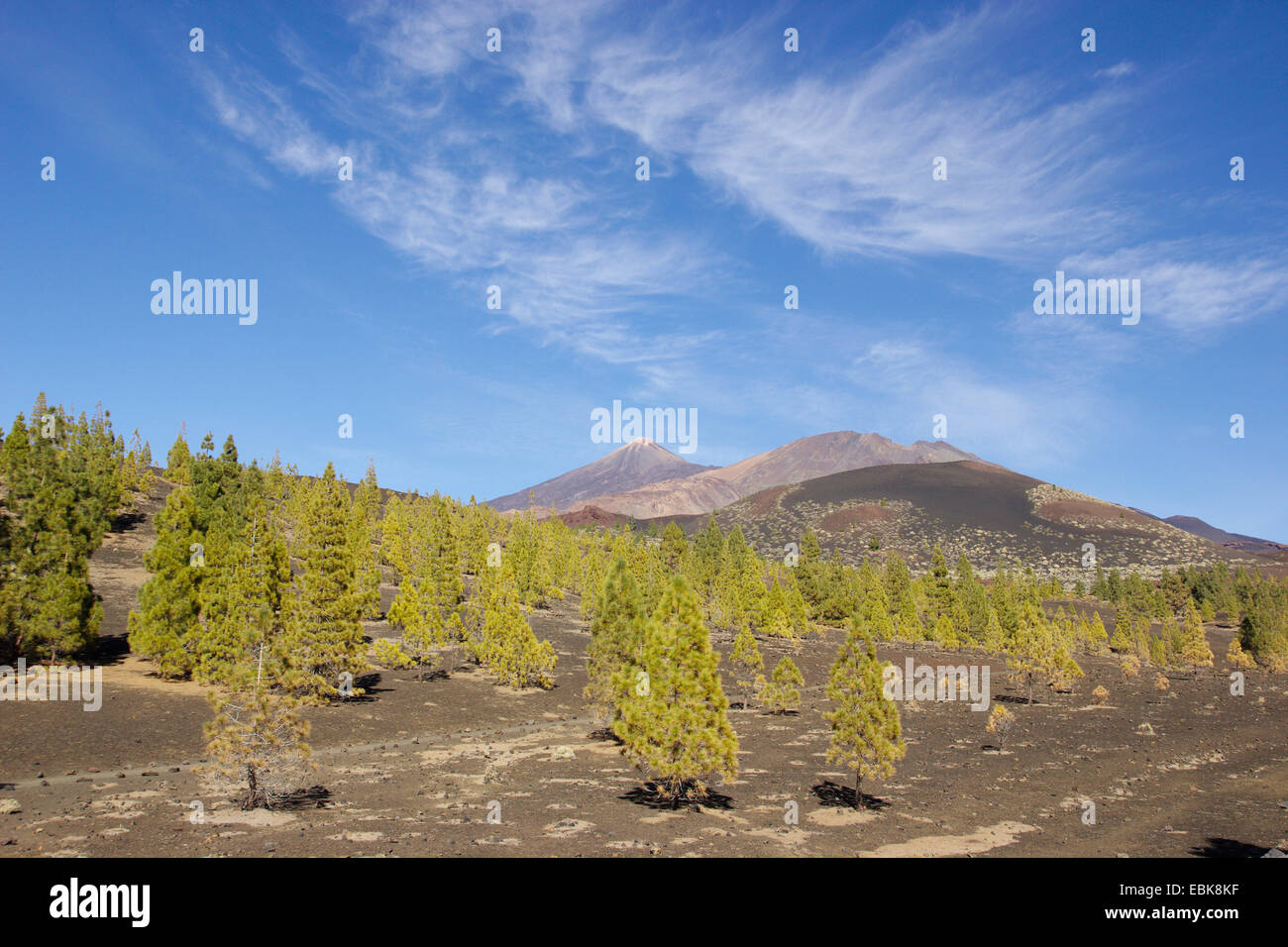 Achat pin (Pinus canariensis), forêt de pins à Teide et Poco Viejo, Iles Canaries, Tenerife, le Parc National du Teide Banque D'Images
