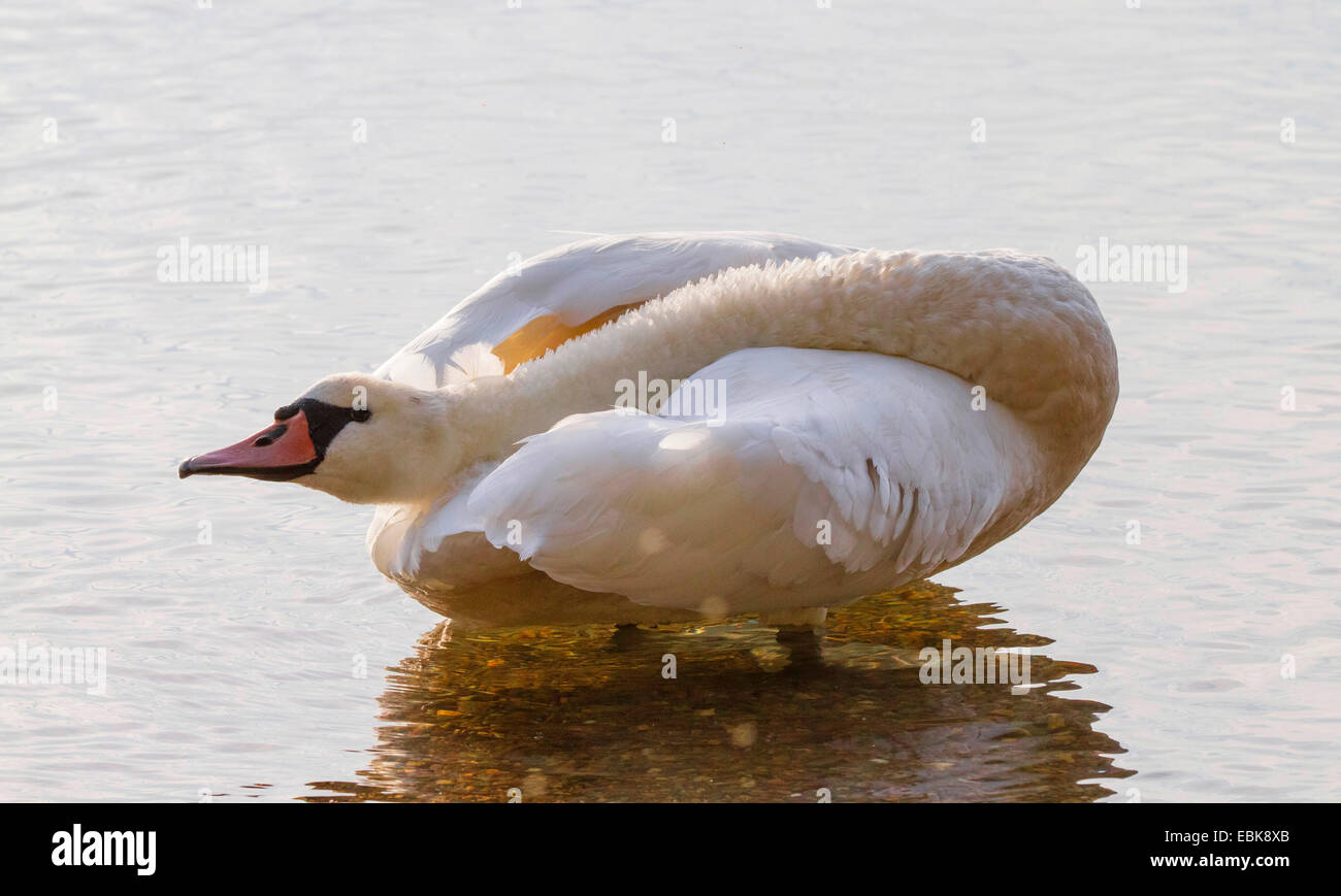Mute swan (Cygnus olor), debout dans l'eau peu profonde à la recherche de retour avec le cou allongé sur le dos , la Norvège, le lac de Chiemsee Banque D'Images