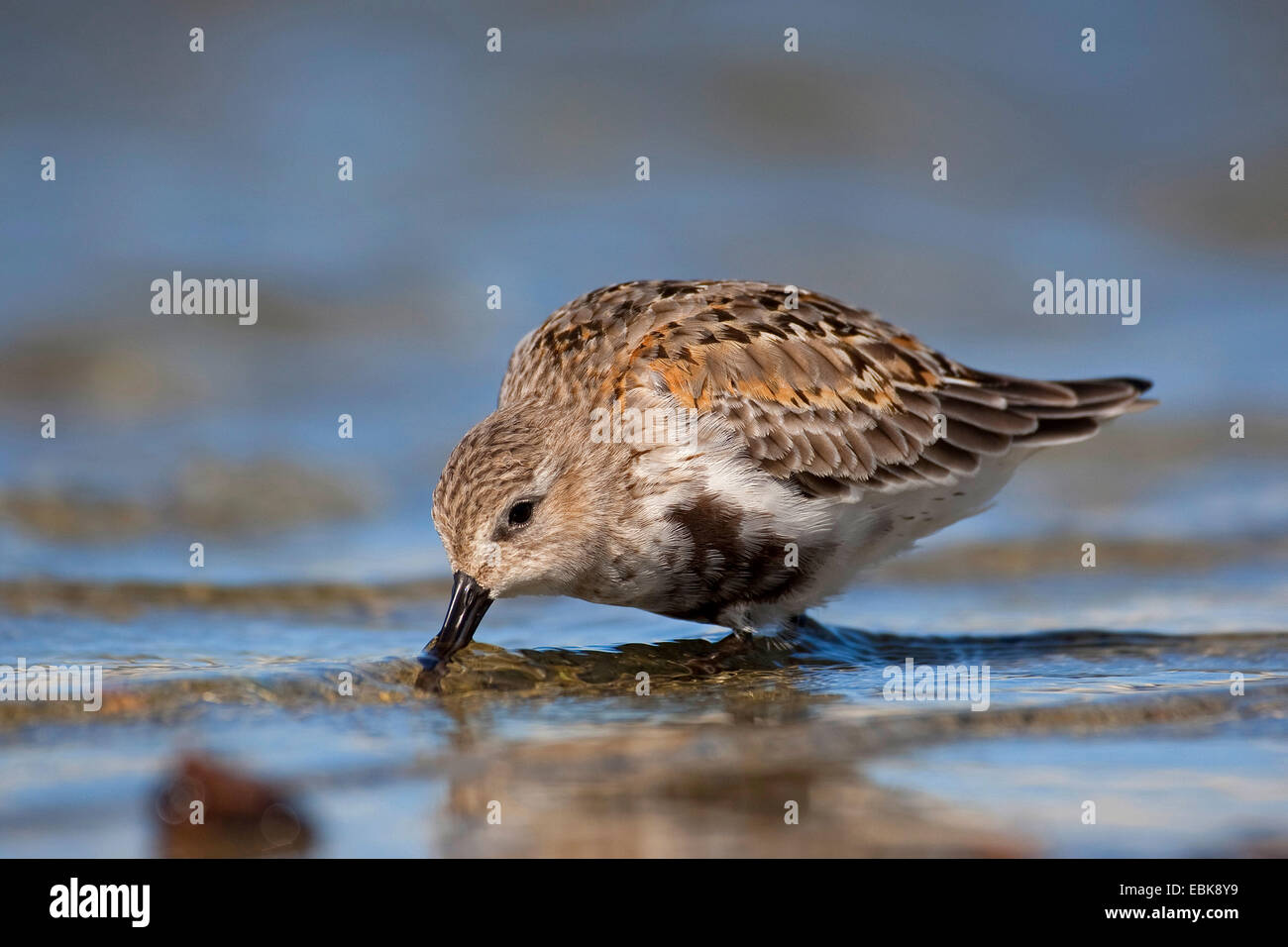 Le Bécasseau variable (Calidris alpina), en plumage de transition sur l'alimentation, de l'Allemagne Banque D'Images