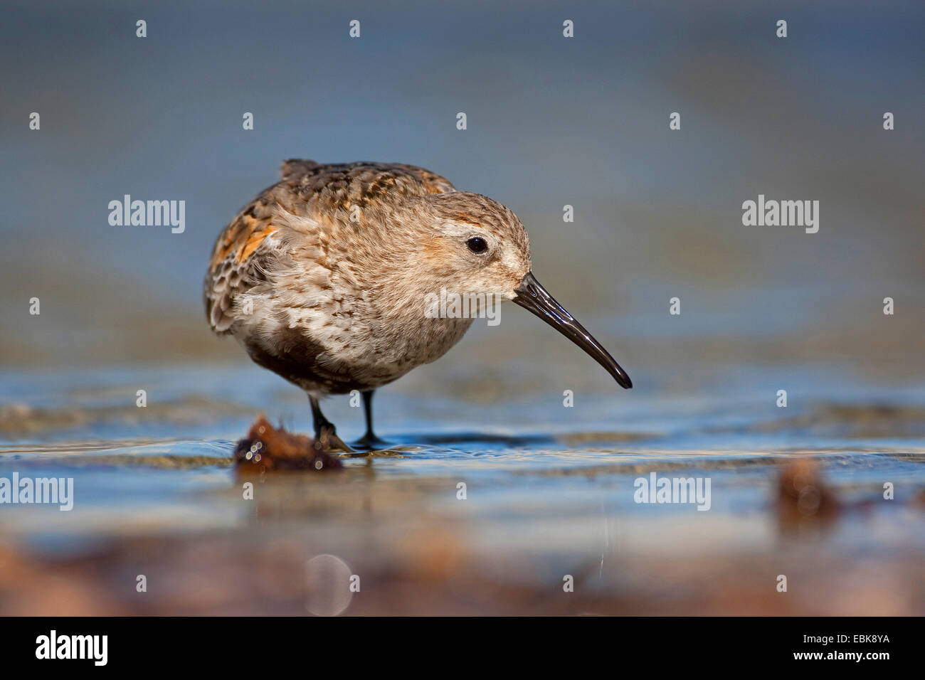 Le Bécasseau variable (Calidris alpina), en plumage de transition sur l'alimentation, de l'Allemagne Banque D'Images