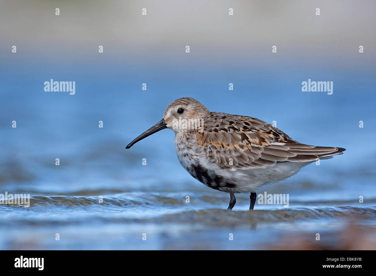 Le Bécasseau variable (Calidris alpina), en plumage de transition sur l'alimentation, de l'Allemagne Banque D'Images