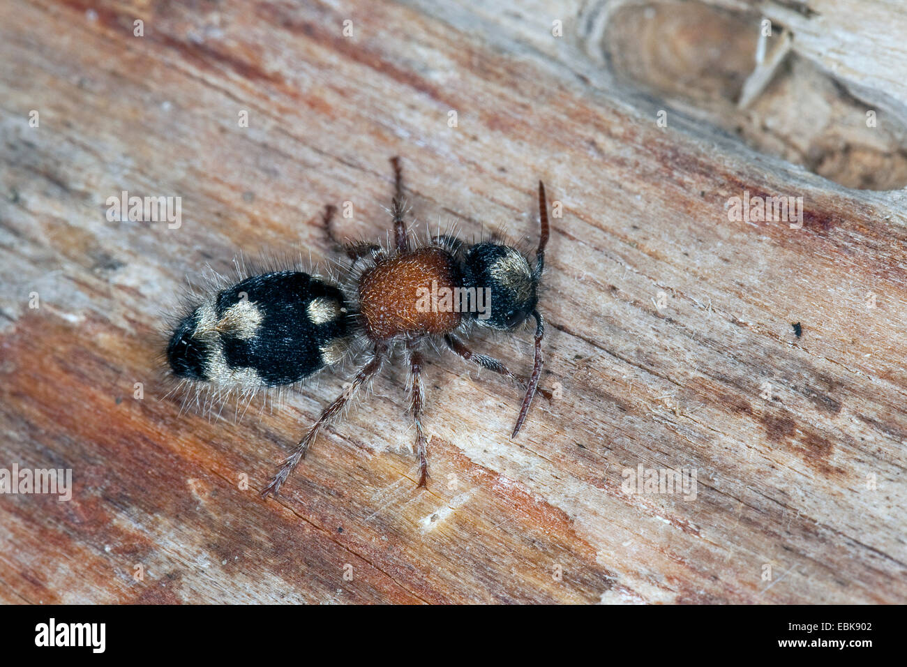 Ant de velours, velours-Ronisia ghilianii (ant, ghilianii Ronisia Mutilla, ambigua), femme assise sur le bois, France, Corse Banque D'Images