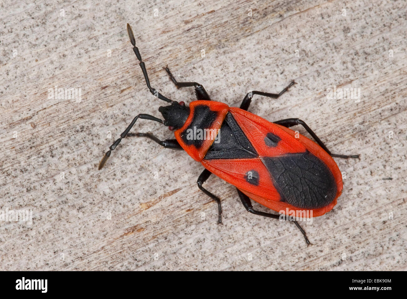 Pyrrhocorid bug, Red Bug, Firebug (Scantius aegyptius aegyptius, Lodosiana), assis sur le bois, France, Corse Banque D'Images