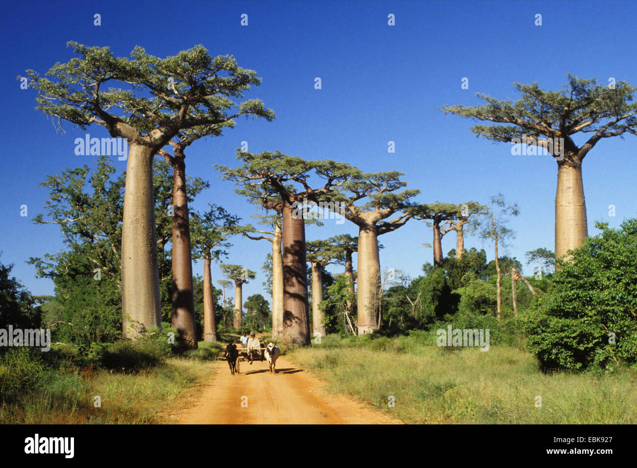 Baobab, pain de singe, singe tamarin (Adansonia spec.), Baobabs près de Morondava, Madagascar Banque D'Images