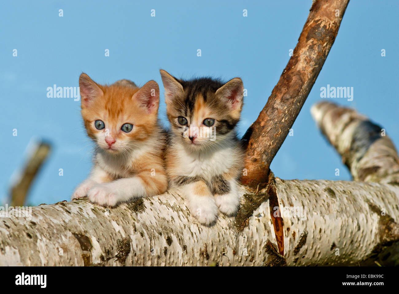 Chat domestique, le chat domestique (Felis silvestris catus), f. deux chatons assis sur une branche de bouleau, Allemagne Banque D'Images