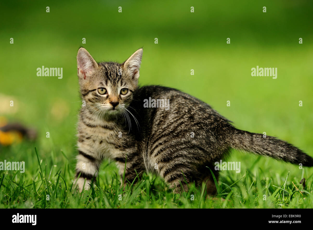 Chat domestique, le chat domestique (Felis silvestris catus). f, kitty dans un pré Banque D'Images