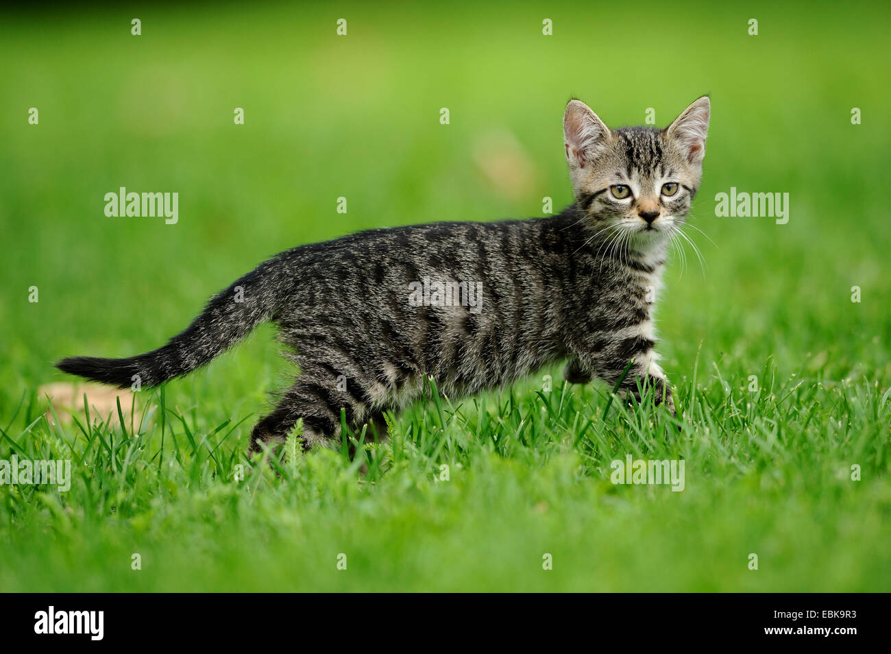 Chat domestique, le chat domestique (Felis silvestris catus). f, kitty dans un pré Banque D'Images