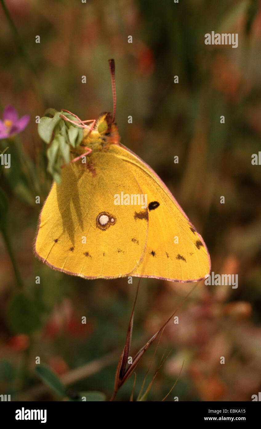 Berger a obscurci le jaune (Colias australis, Colias alfacariensis), imago sur tige, Allemagne Banque D'Images