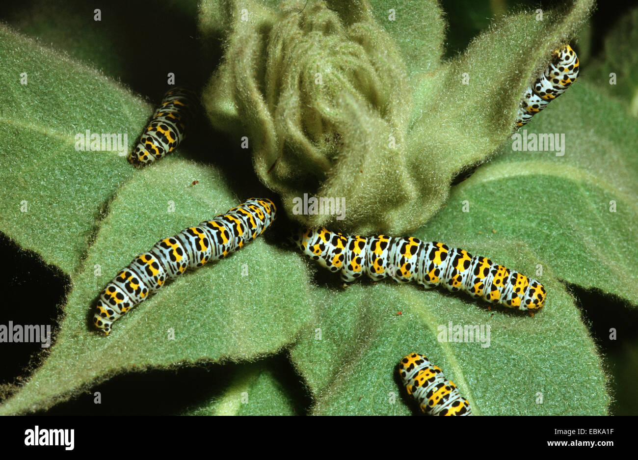 Mullein moth, Molène caterpillar (Cucullia verbasci, Shargacucullia verbasci), cinq chenilles sur une usine, Allemagne Banque D'Images