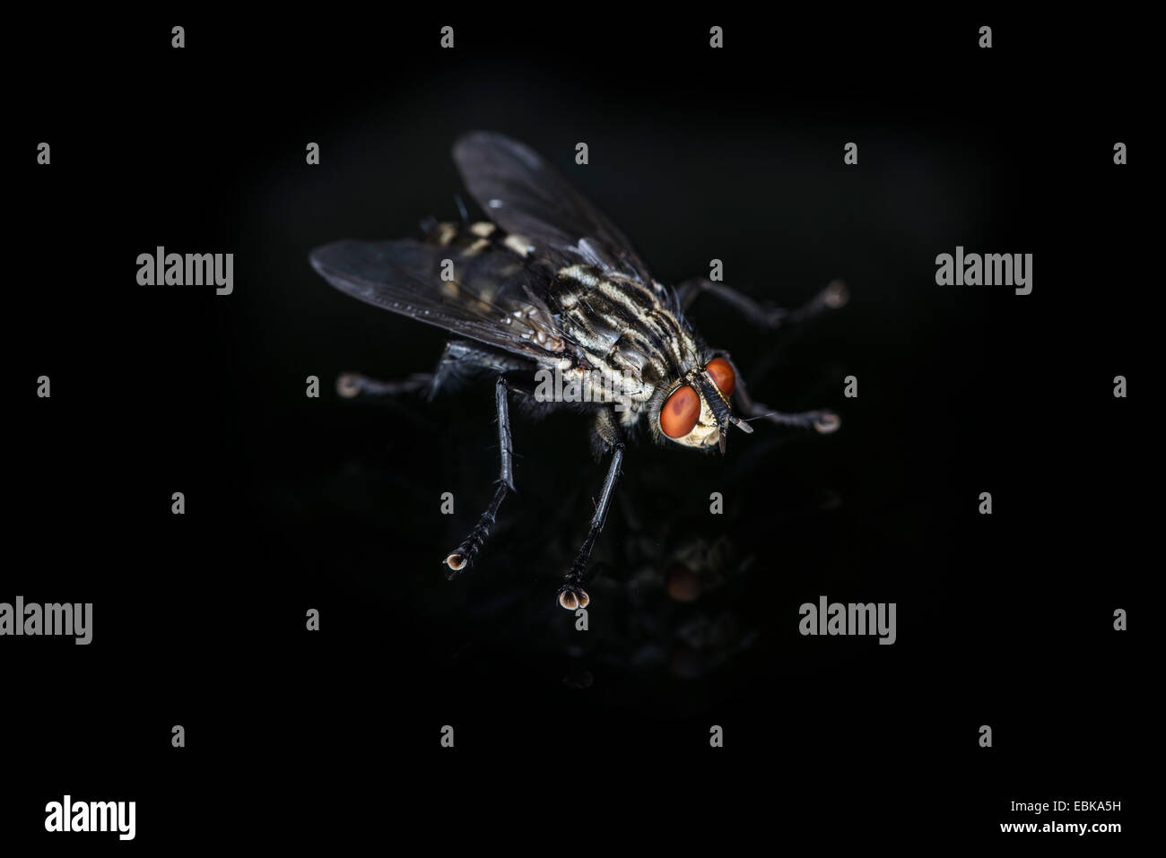 Close-up d'une mouche domestique sur un fond noir Banque D'Images