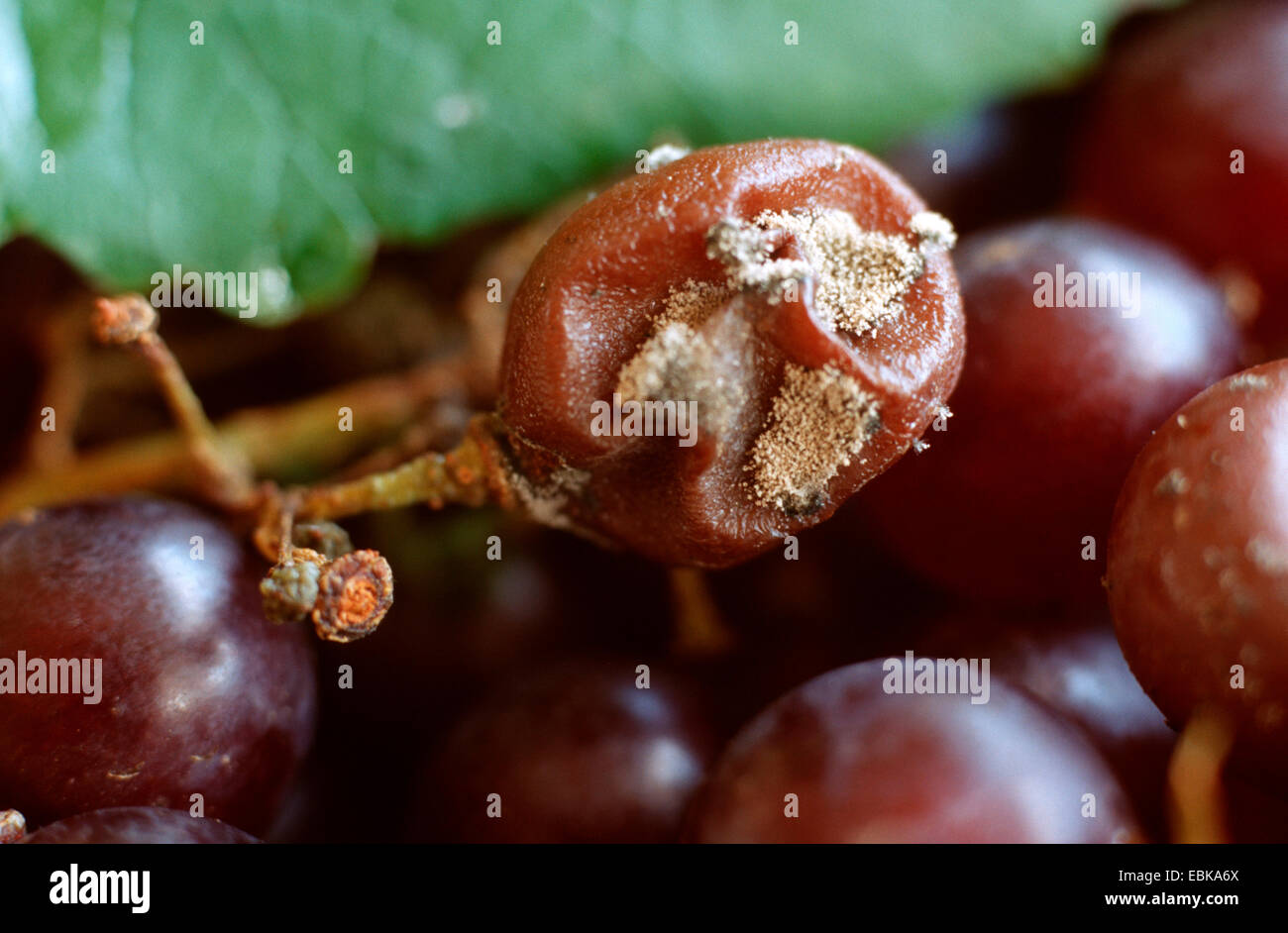 Botrytis cinerea Banque de photographies et d’images à haute résolution ...