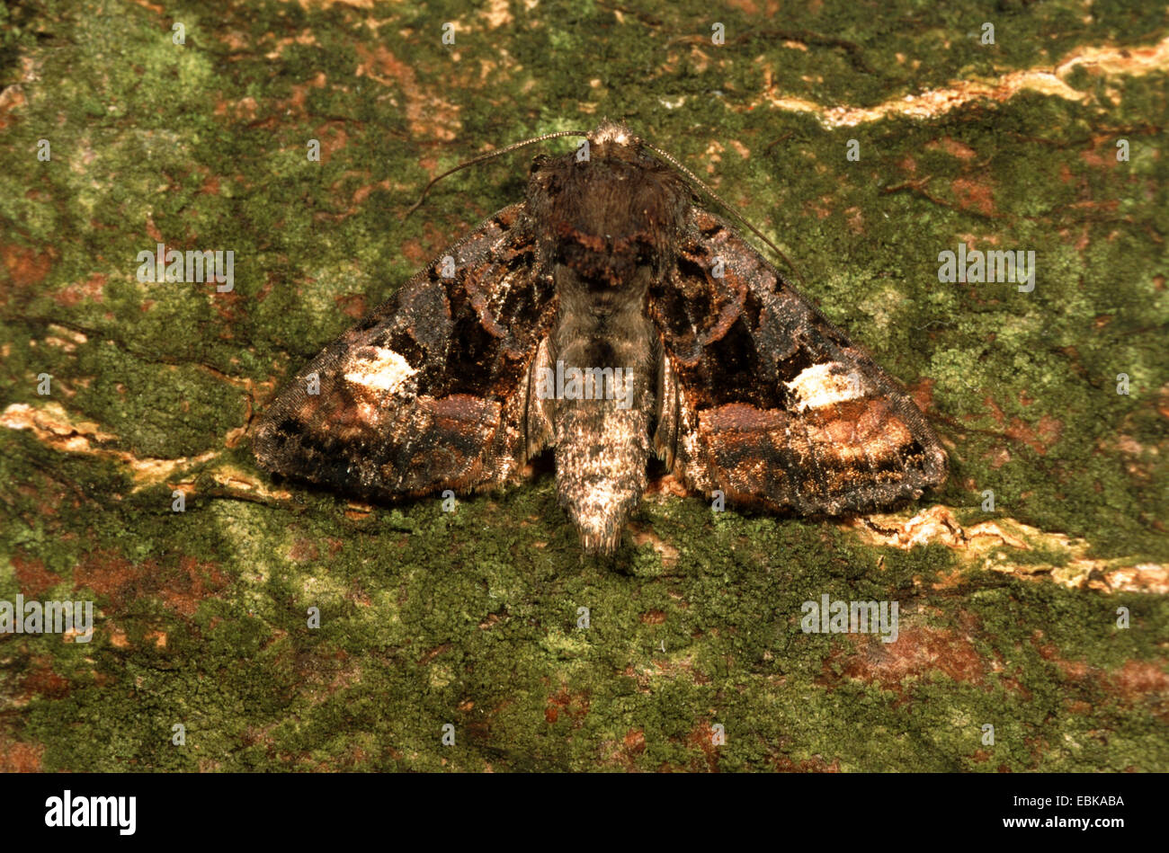 Petit angle de teintes (Euplexia lucipara), sur l'écorce moussue, Allemagne Banque D'Images