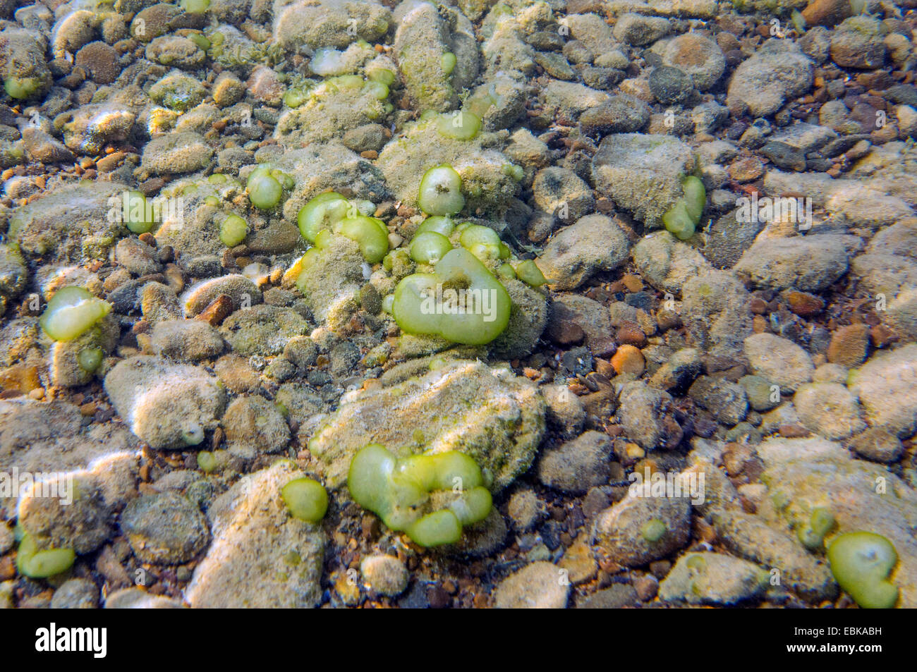 Grren Jelly boules (Ophrydium versatile), des colonies sur un lac à la masse, l'Allemagne, la Bavière, le lac de Chiemsee Banque D'Images
