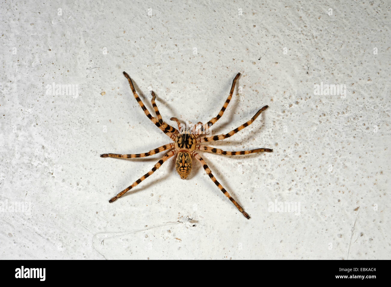 Araignée Huntsman (Eusparassus walckenaeri ), assis à un mur de la maison blanche, Grèce, Macédoine Banque D'Images