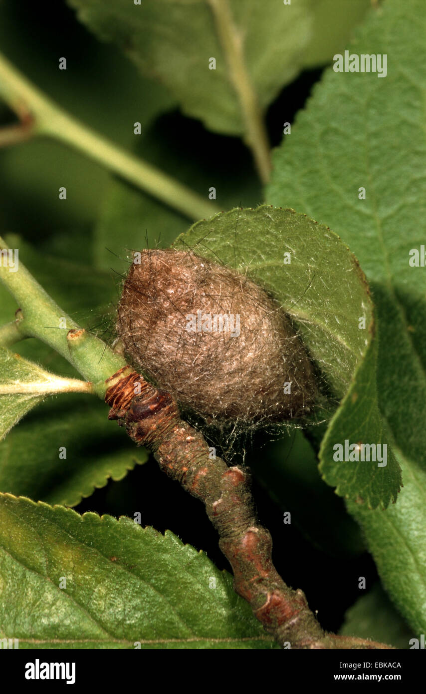 Queue jaune, l'or-tail (Euproctis similis, Porthesia similis, Sphrageidus similis), Papillon cocon, Allemagne Banque D'Images
