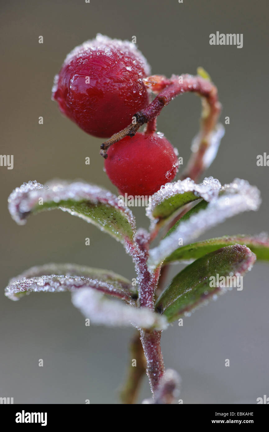 Airelle rouge, foxberry, airelle rouge, de l'airelle (Vaccinium vitis-idaea), les petits fruits sur une branche, l'ALLEMAGNE, Basse-Saxe Banque D'Images