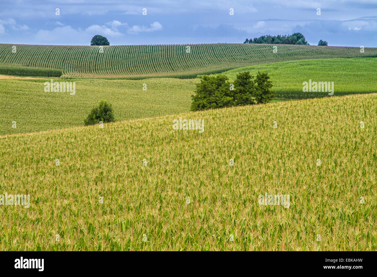 Le maïs, le maïs (Zea mays), les champs de la biomasse, de l'Allemagne, Bavière, Isental, Dorfen Banque D'Images