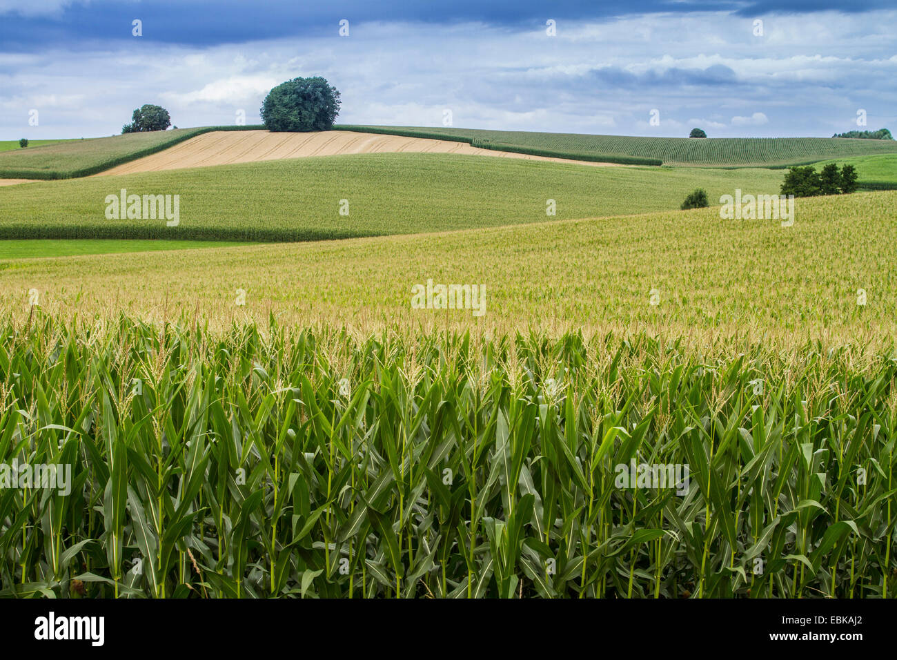 Le maïs, le maïs (Zea mays), les champs de la biomasse, de l'Allemagne, Bavière, Isental, Dorfen Banque D'Images