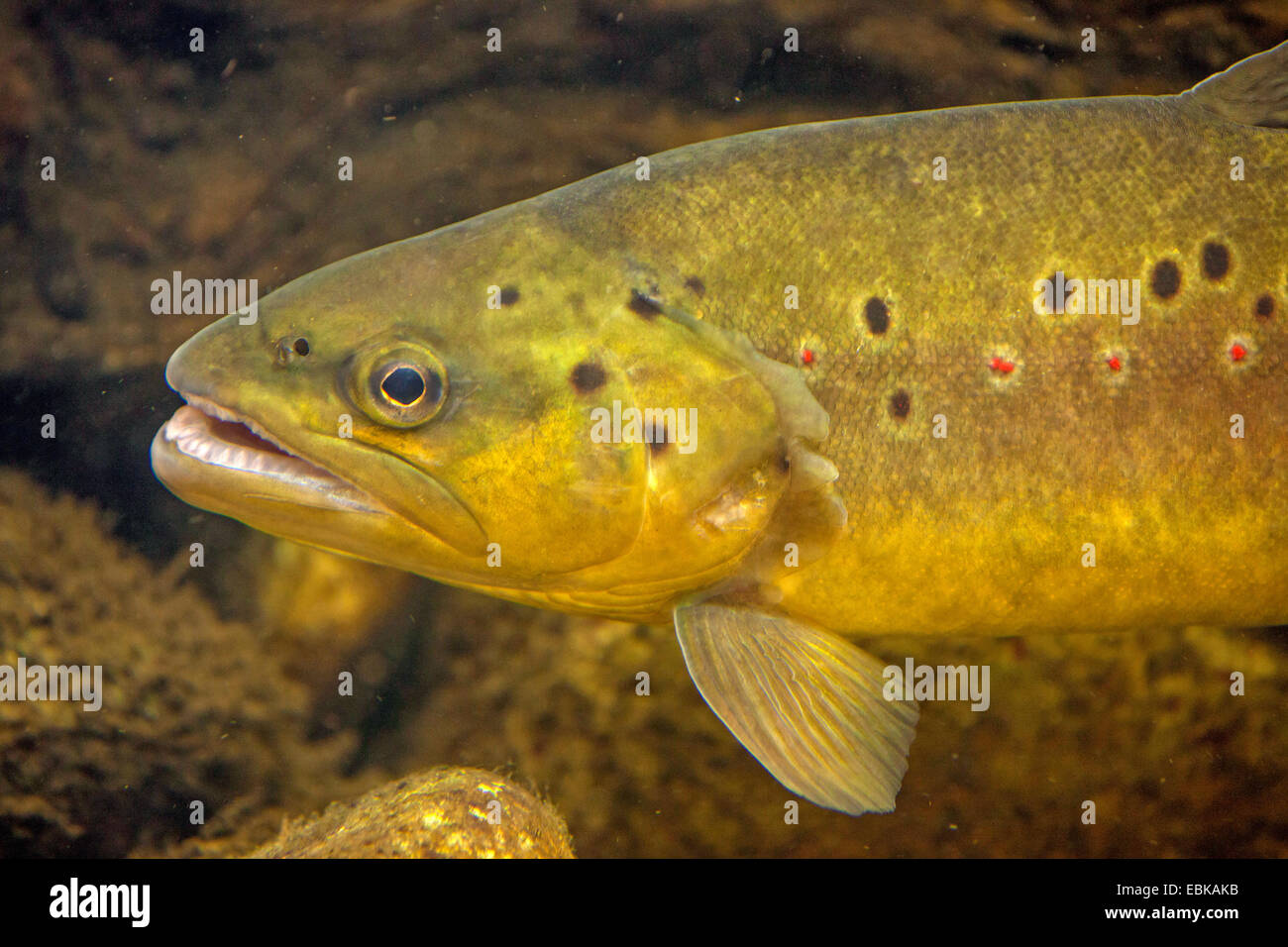 La truite brune, la truite de rivière, l'omble de fontaine (Salmo trutta fario), milkner, Allemagne Banque D'Images