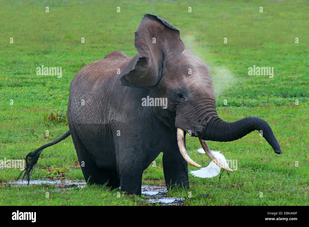 L'éléphant africain (Loxodonta africana), debout dans un marais et de secouer, Kenya, Amboseli National Park Banque D'Images