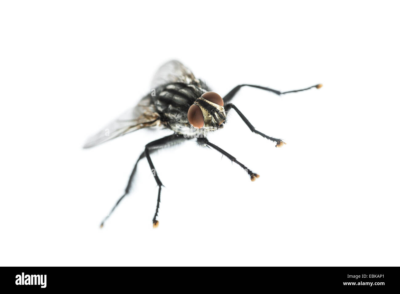 Close-up d'une mouche domestique sur un fond blanc. Banque D'Images