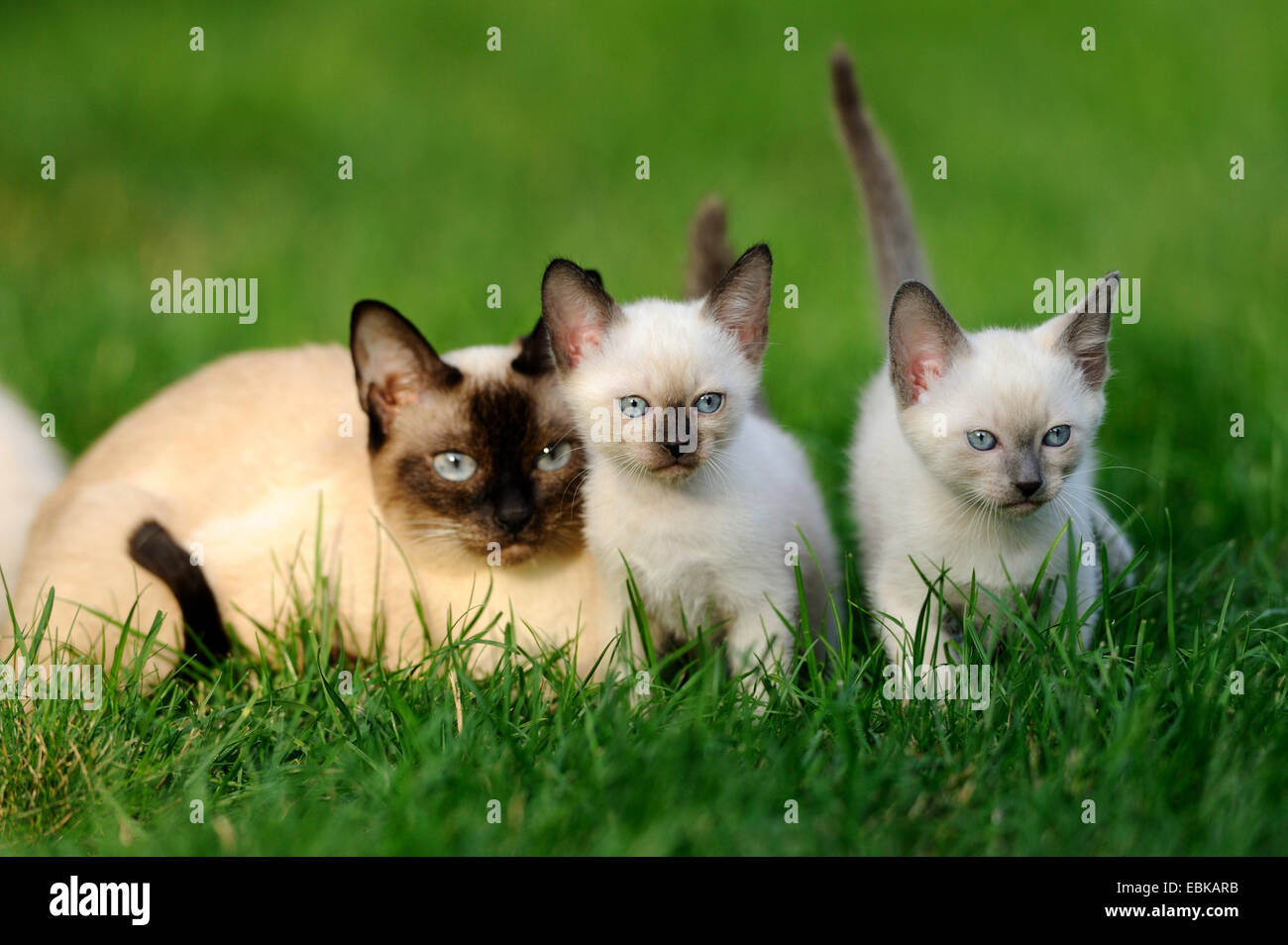 Siam Seal Point chat (Felis silvestris catus). f, avec chat kitties in meadow Banque D'Images