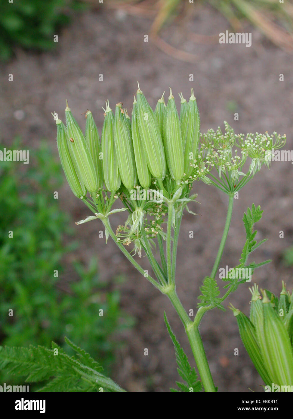 Sweet cicely, anis, Cicely, Espagnol (Myrrhis odorata Cerfeuil, Scandix odorata), fruits, Allemagne Banque D'Images