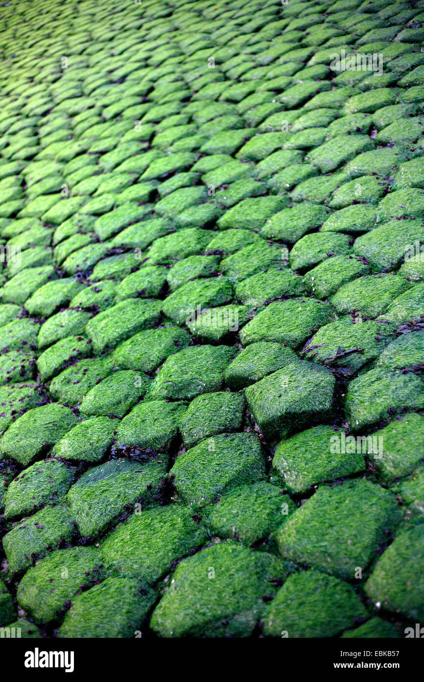 L'algue sur basalte, la construction d'une digue, Pays-Bas, Zeeland, Breskens, Sluis Banque D'Images