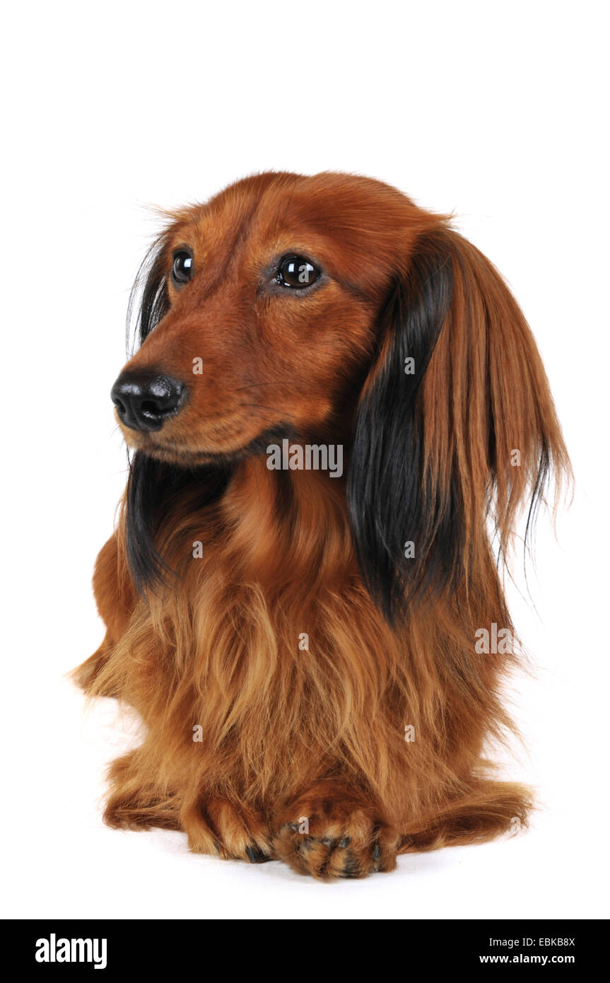 Teckel à poil long, poil long chien saucisse, chien domestique (Canis lupus f. familiaris), mensonge, vue avant, Allemagne Banque D'Images