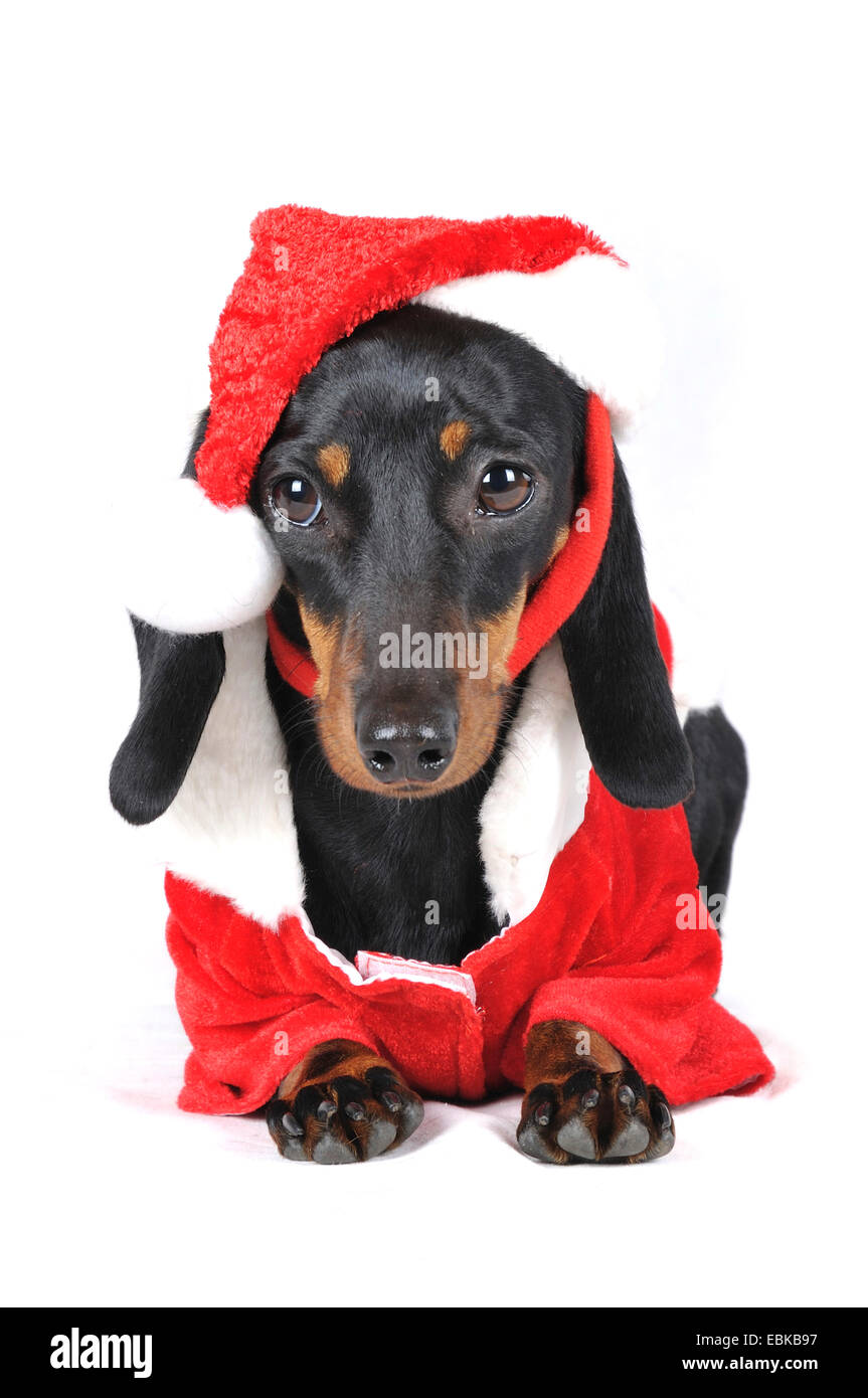 Teckel à poil court, à poil court, chien saucisse chien domestique (Canis lupus f. familiaris), de superbes costumes en Père Noël, Allemagne Banque D'Images