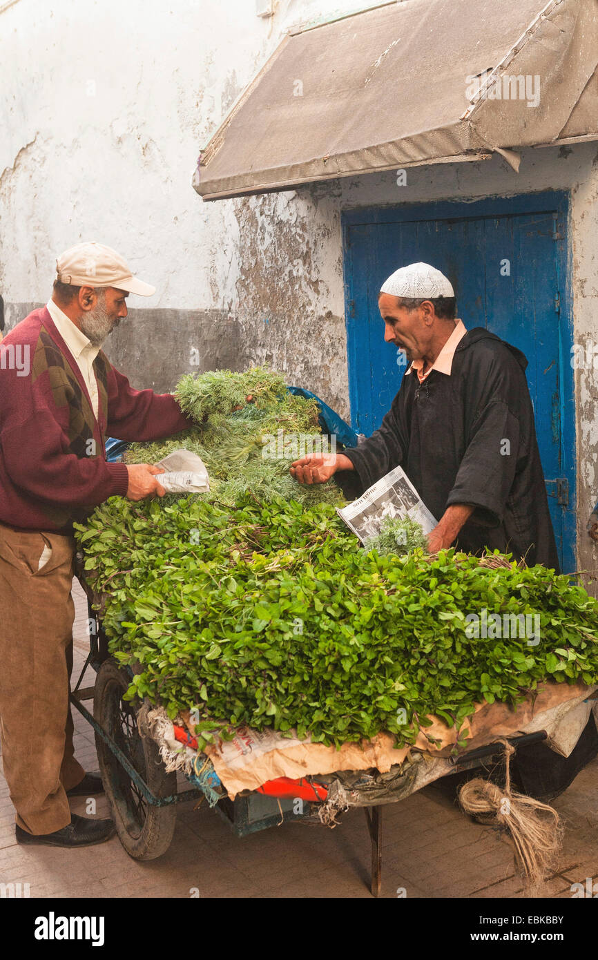 La menthe poivrée, Maroc, Essaouira Banque D'Images