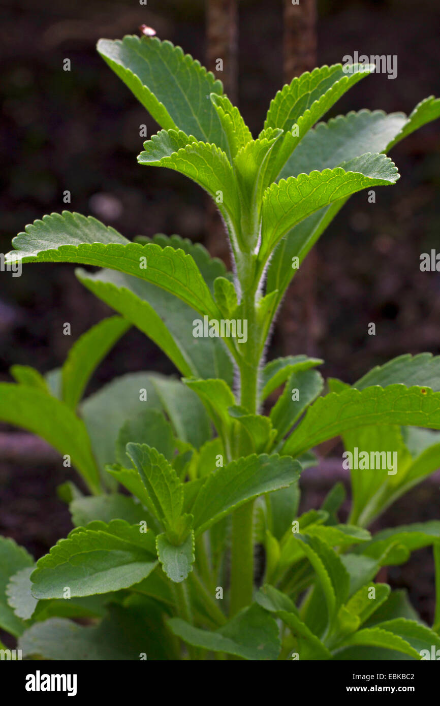 La Stévia (Stevia rebaudiana), feuilles Banque D'Images