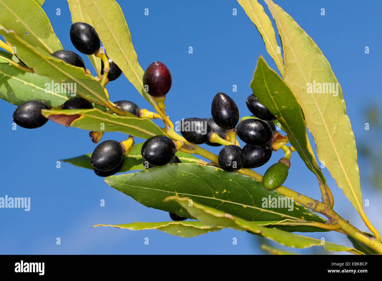 Sweet Bay laurel, bay tree, sweet bay (Laurus nobilis), les fruits sur un buisson Banque D'Images