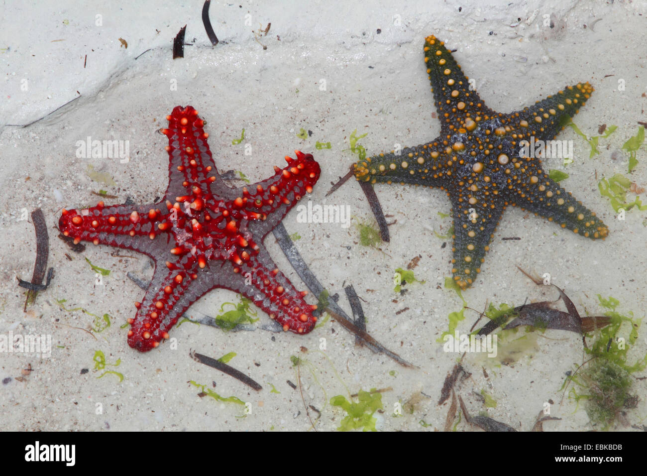 Coussin Panamic étoile de mer (Pentaceraster cumingi), deux étoiles de mer, de la Tanzanie, Sansibar Banque D'Images