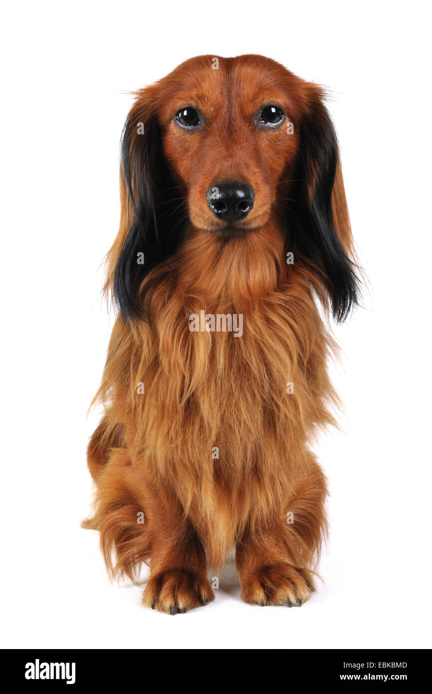 Teckel à poil long, poil long chien saucisse, chien domestique (Canis lupus  f. familiaris), pleine longueur portrait, Allemagne Photo Stock - Alamy
