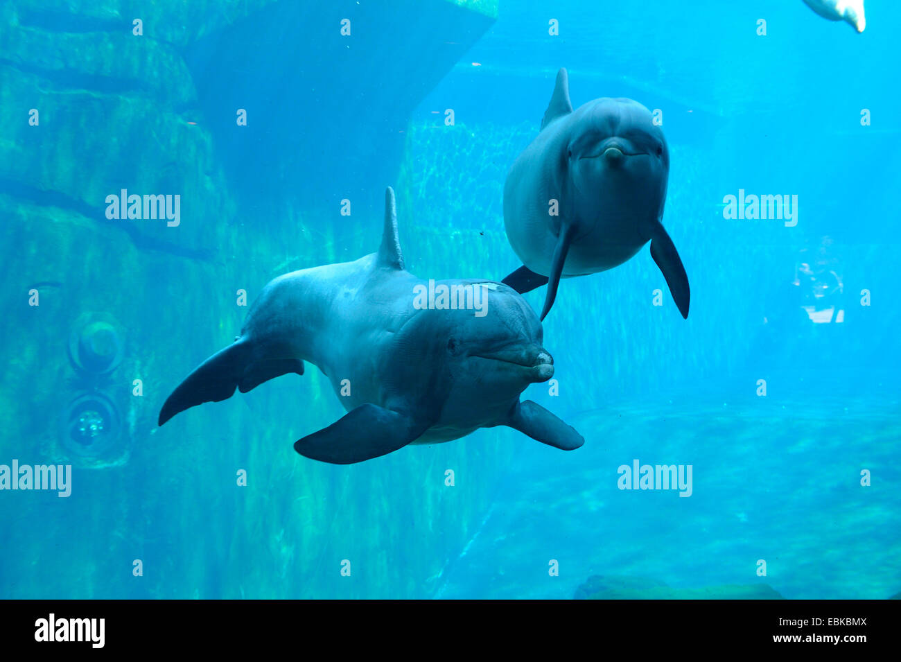 Bottlenosed dolphin, à nez de bouteille commun dauphin (Tursiops truncatus), deux dauphins nageant dans delphinarium Banque D'Images