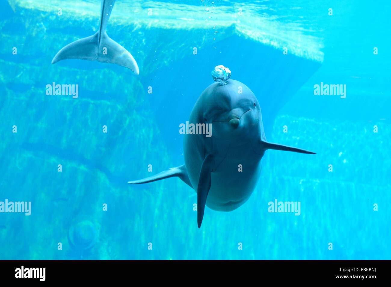 Bottlenosed dolphin, à nez de bouteille commun dauphin (Tursiops truncatus), natation en delphinarium Banque D'Images