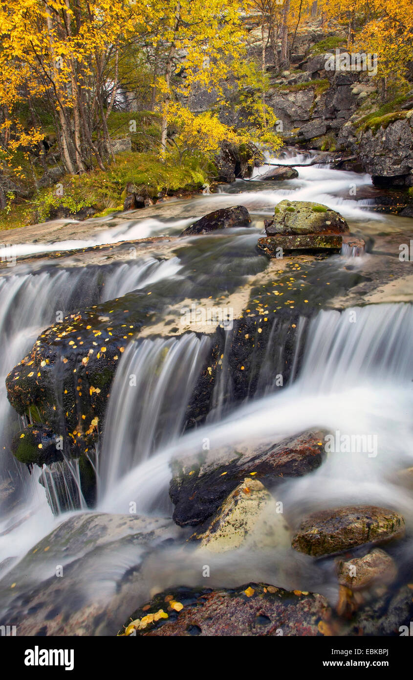 Cascade et rivière qui traverse la forêt boréale ancienne en automne, la Norvège, Hedmark, Stor-Elvdal, Atndalen Banque D'Images