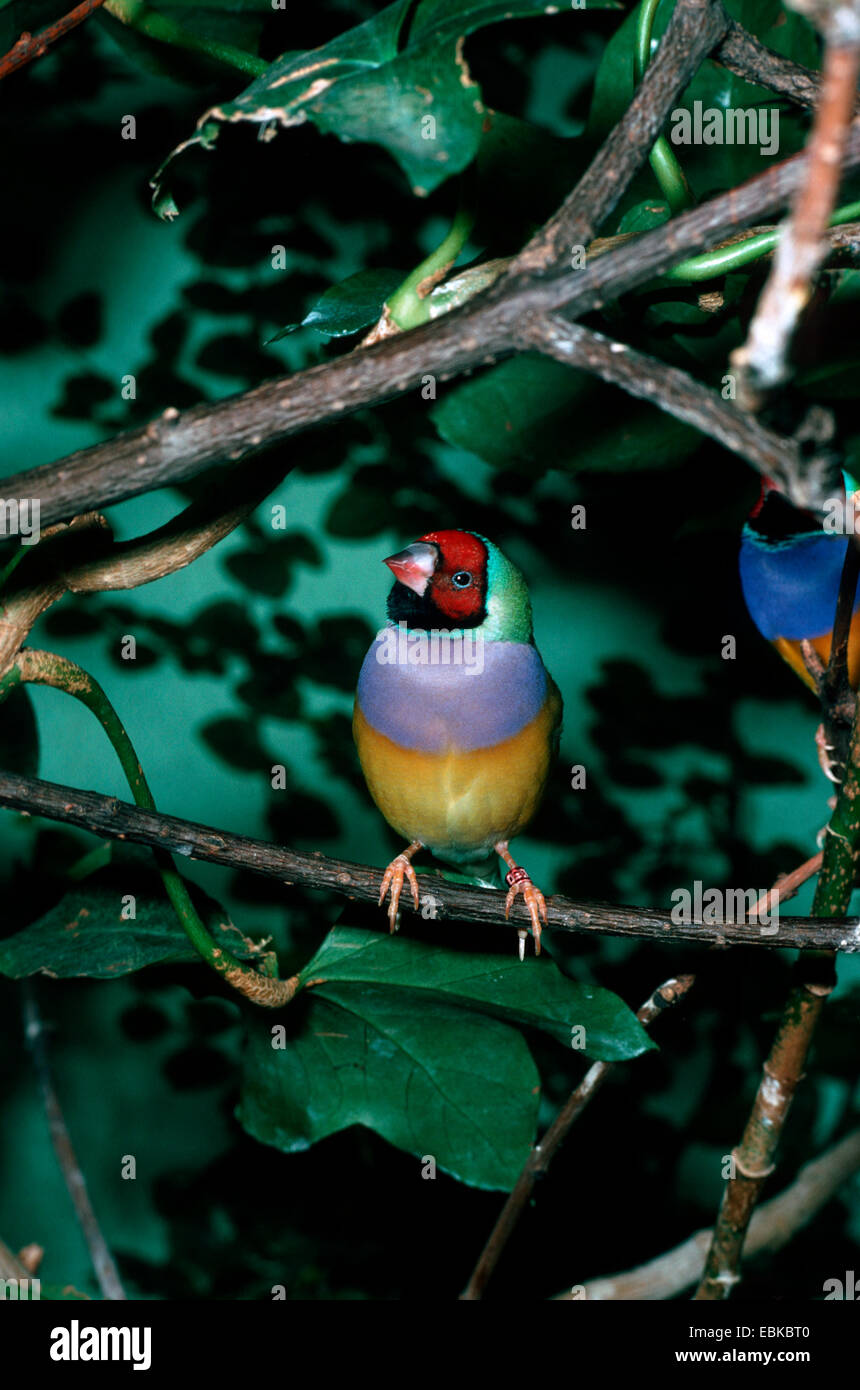 Gouldian finch (Chloebia gouldiae, Erythrura gouldiae), assis sur une branche Banque D'Images