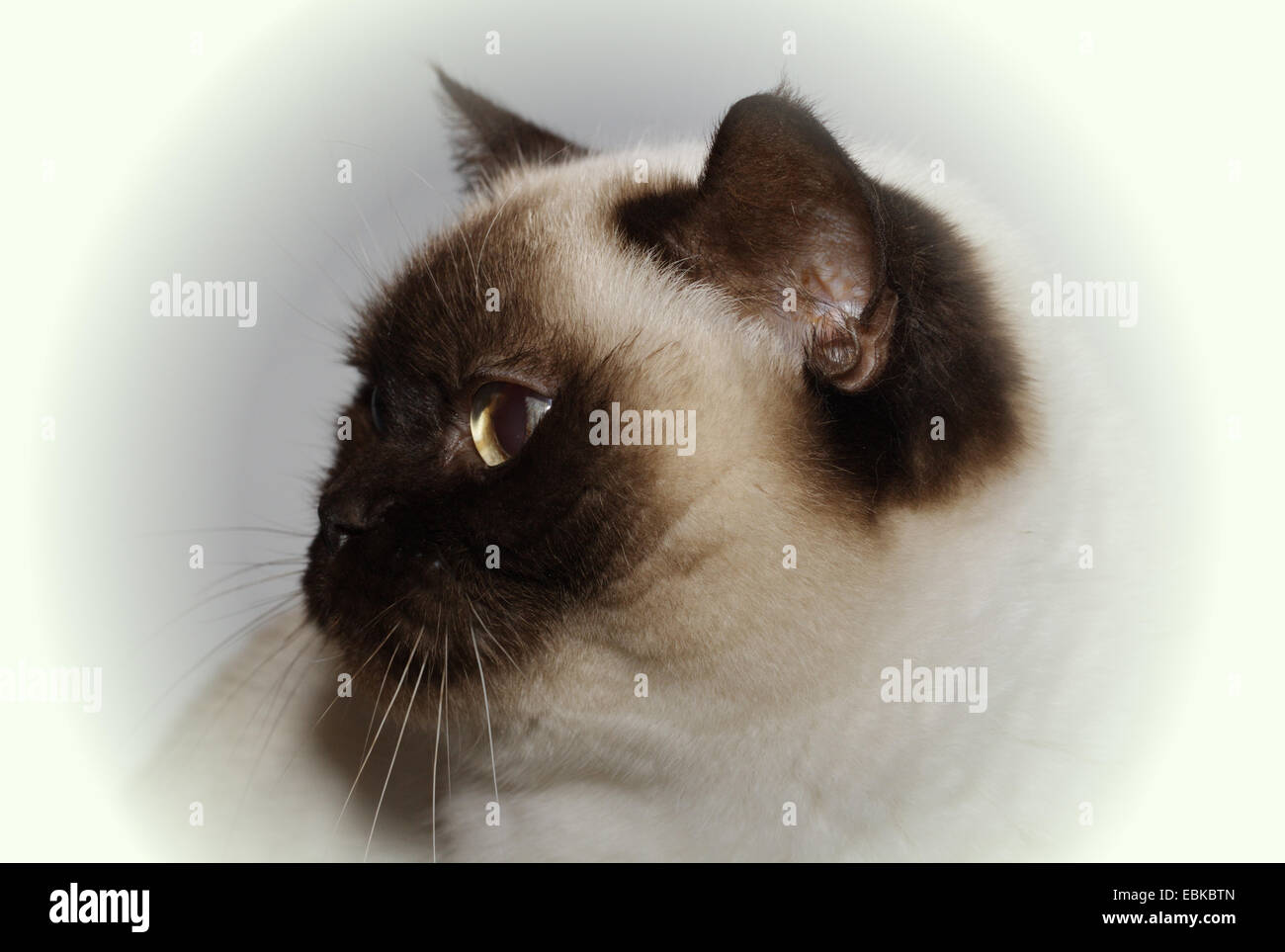 British Shorthair (Felis silvestris catus) f., portrait Banque D'Images