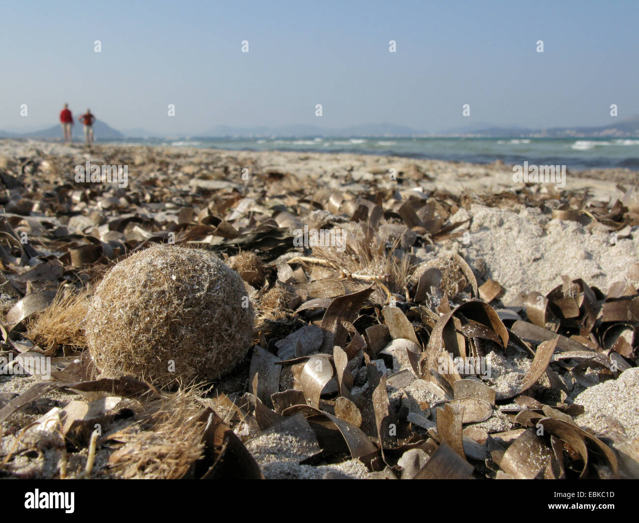 Neptune de l'herbe, l'herbe, Poséidon Nun's fart, tapeweed Méditerranée (Posidonia oceanica), ligne de dérive sur la mer des balles, l'Espagne, Baléares, Majorque, Parc National d'Albufera Banque D'Images