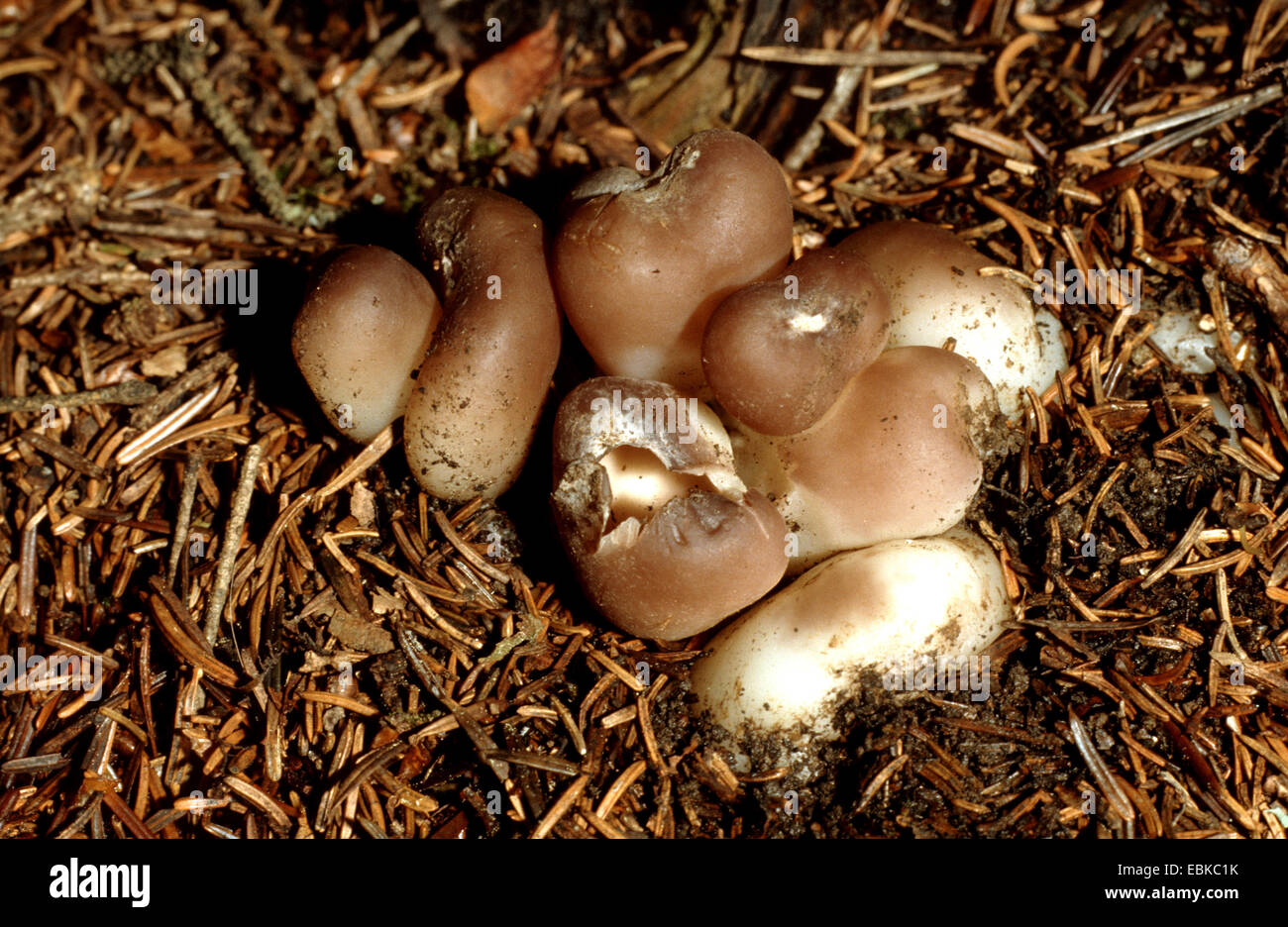 Crowncup Sarcosphaera coronaria (violet), plusieurs organes de fructification sur le sol forestier, Allemagne Banque D'Images